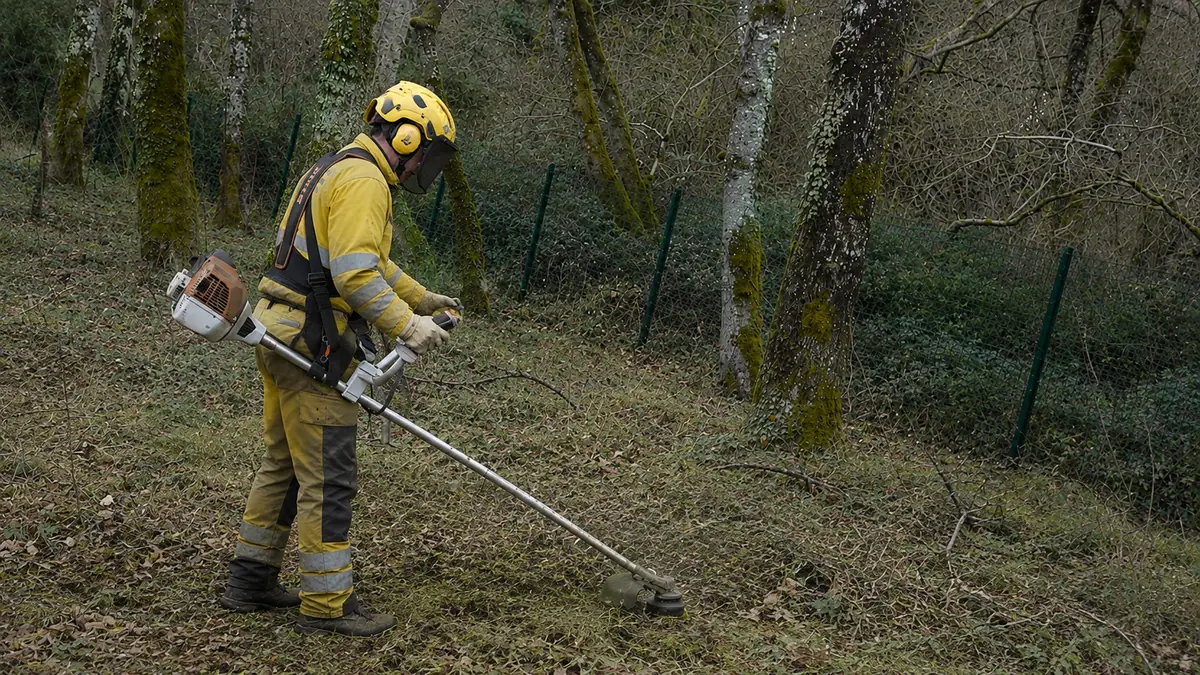 Débroussaillement manuel à la débroussailleuse en sous-bois de feuillus