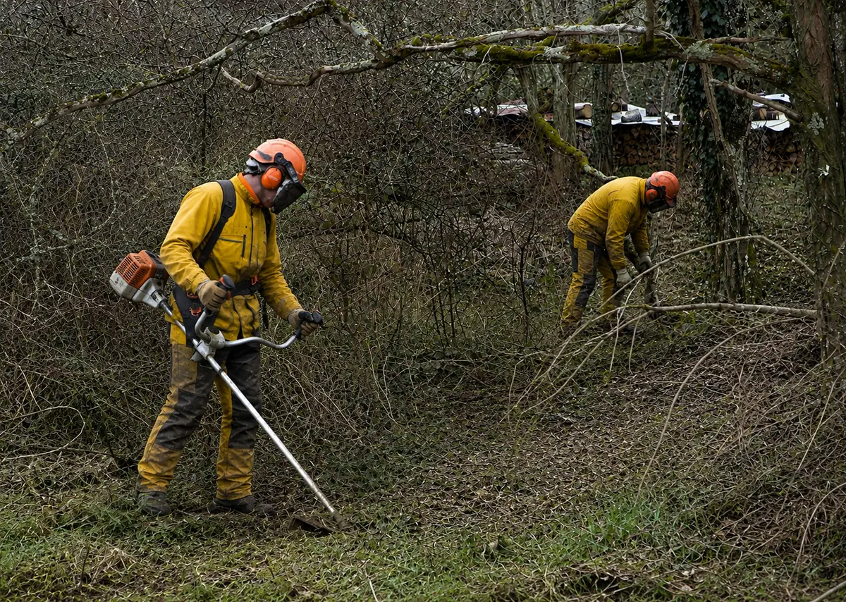 Deux opérateurs en débroussaillement manuel autour des arbres