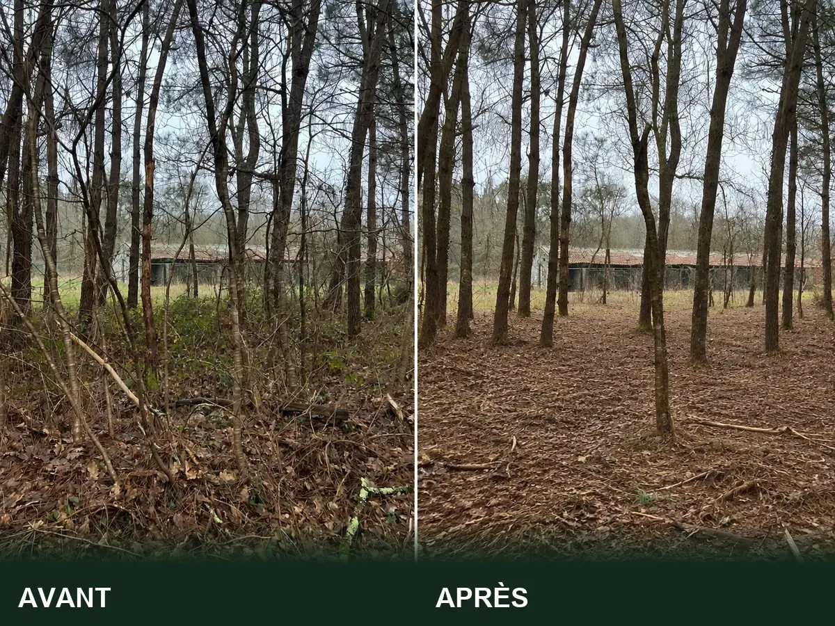 Abords d'un bâtiment avant et après débroussaillement réglementaire dans les Landes
