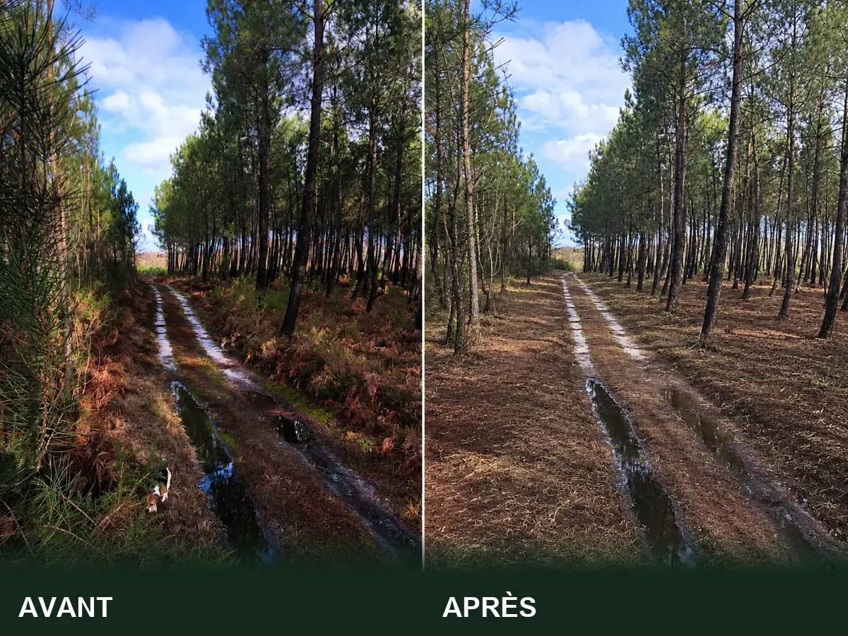 Layon forestier avant et après débroussaillement : fougères et ronces broyées