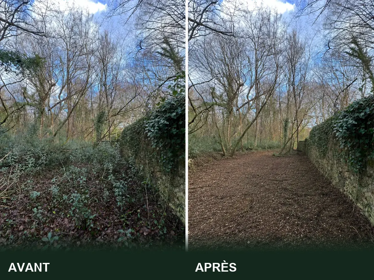 Chemin bordé de murs avant et après débroussaillement : ronces et lierre maîtrisés