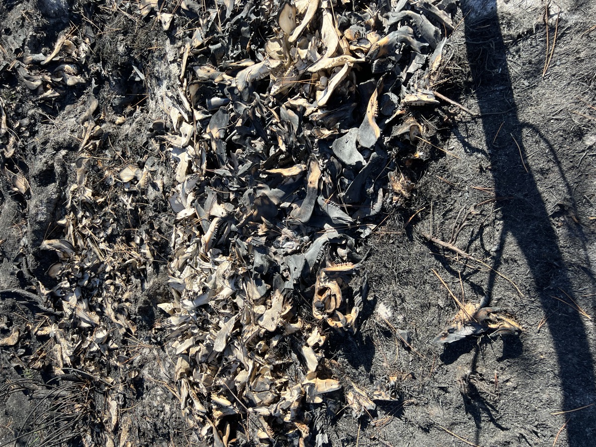 Ossements de chevreuils et de sangliers piégés par l'incendie de 2022